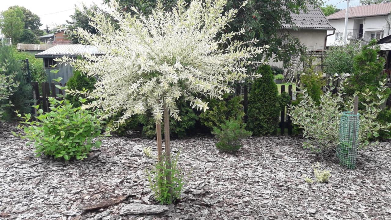 Pokoje Pod Grusza -Osobne Wejscia Kudowa Zdroj Exterior photo